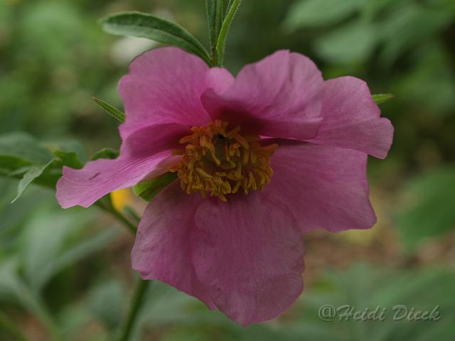 Paeonia veitchii2.JPG